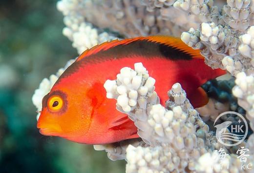 大溪地火焰鹰.2B鱼 商品图0