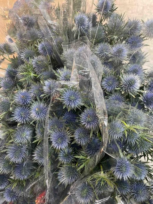 【荷兰进口】 大刺芹--磁铁  5枝/扎（大圆头） 商品图6