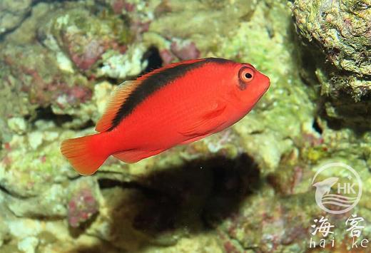 大溪地火焰鹰.2B鱼 商品图1