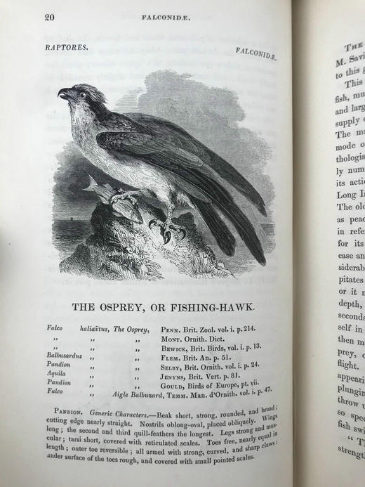 1843年 亚雷尔 英国鸟类史（卷1） 约170幅木版画插图 漆布精装18开 商品图12