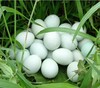 【云屏林草鸡】绿壳鸡蛋60枚/箱 商品缩略图1