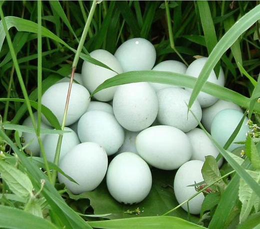 【云屏林草鸡】绿壳鸡蛋60枚/箱 商品图1