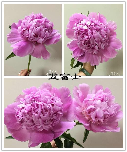 蓝富士芍药花 商品图4