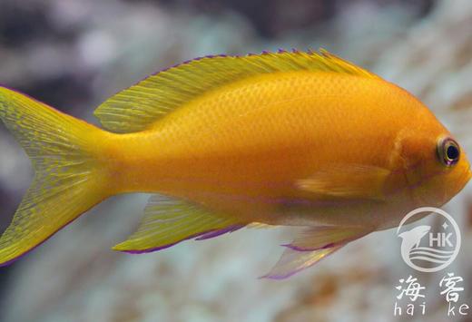 紫印（母） 商品图3