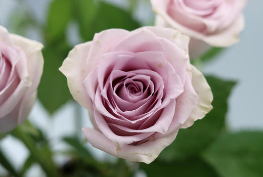 【AB级海洋之歌玫瑰.第二份减10元】10支/份 长约60-65cm 商品图12