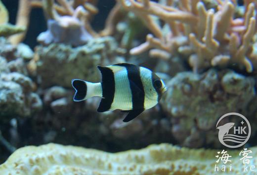 四间雀 商品图3