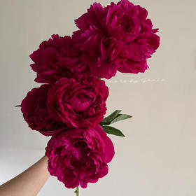 精品芍药花红富士5支