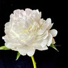 精品羞涩女王芍药花5支 商品缩略图11