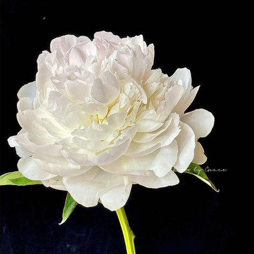 精品羞涩女王芍药花5支 商品图11