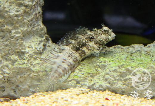 西瓜刨 商品图5