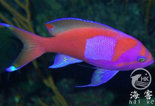 紫印（公） 商品图5