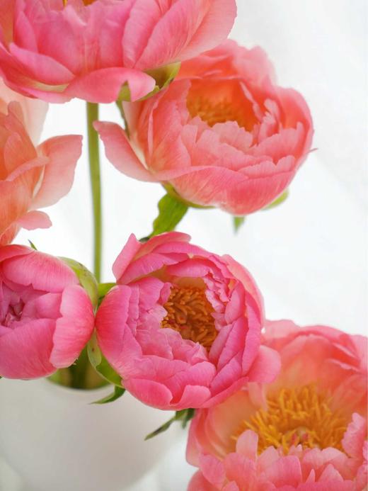 【落日珊瑚芍药】5支/份 买2份减10元 长约45-50cm 商品图7