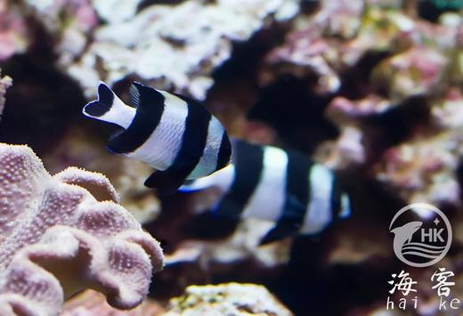 四间雀 商品图5