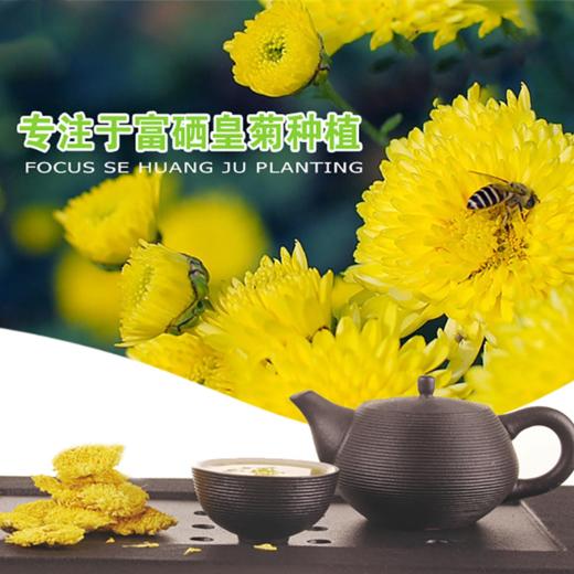 【华夏廣丰】富硒皇菊18小袋*2条/提 商品图4