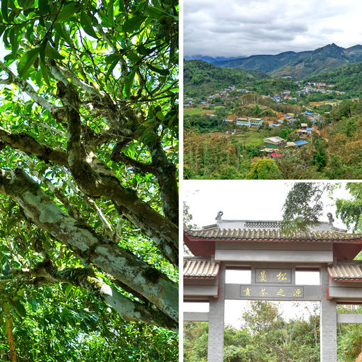 1月18日中午12点【拼团购】【曼松散茶】21年云南易武普洱茶600年古树生茶茶叶150g散茶 商品图1