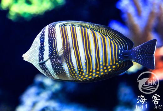 巴东珍珠帆吊 商品图3