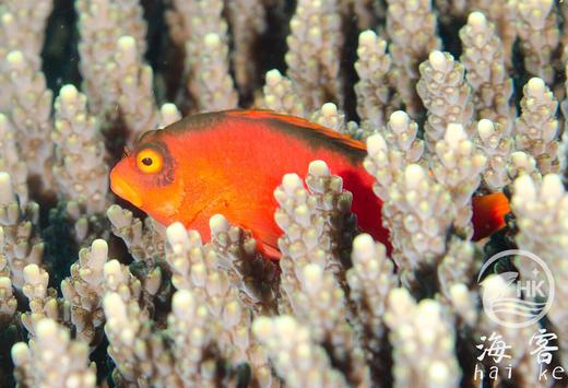 大溪地火焰鹰.2B鱼 商品图5