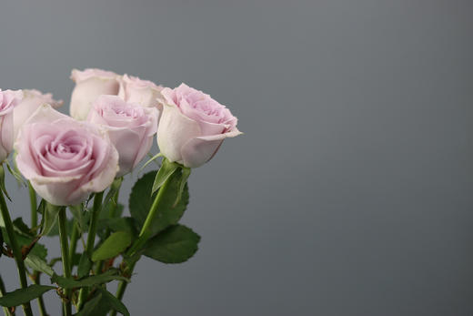 【AB级海洋之歌玫瑰.第二份减10元】10支/份 长约60-65cm 商品图9