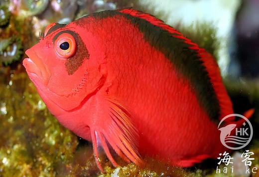 大溪地火焰鹰.2B鱼 商品图6