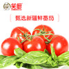新疆笑厨纯番茄酱30g*25袋做饭伴侣汤饭大盘鸡炒米粉拌面菜 商品缩略图6