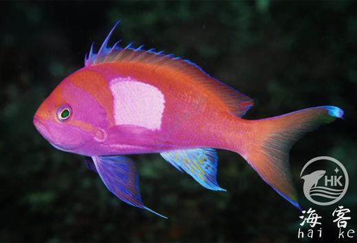 紫印（公） 商品图4