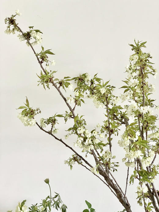 北京绿樱花1-2支 商品图0