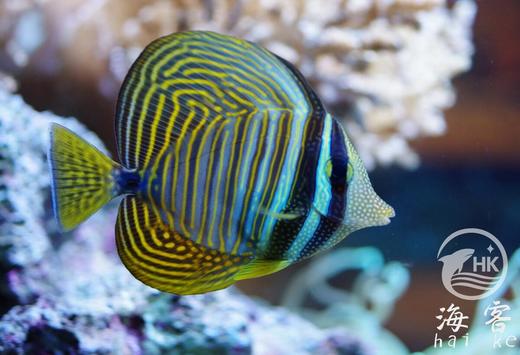 巴东珍珠帆吊 商品图5