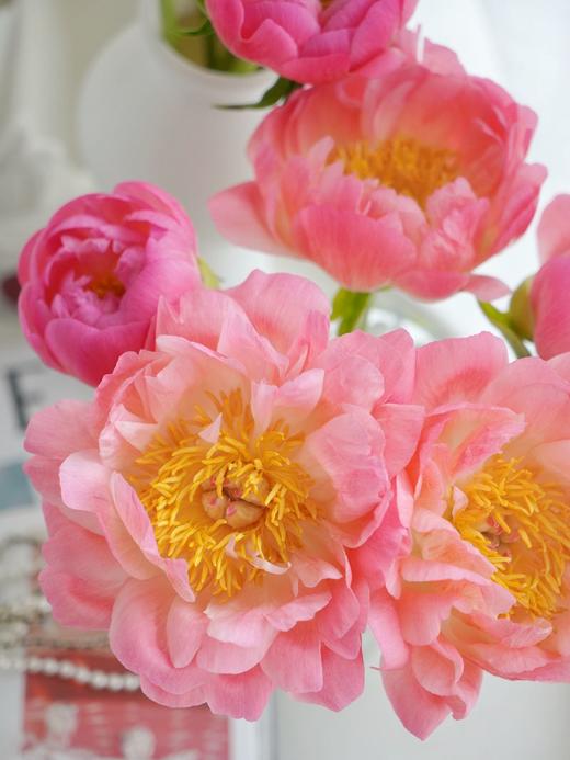 【落日珊瑚芍药】5支/份 买2份减10元 长约45-50cm 商品图13