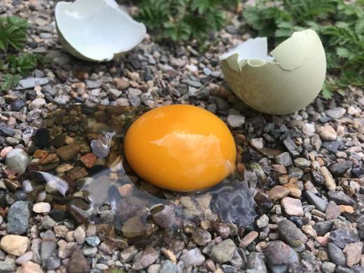 【云屏林草鸡】绿壳鸡蛋60枚/箱 商品图2