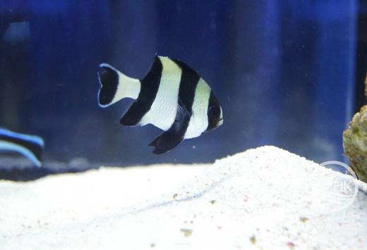 四间雀 商品图4