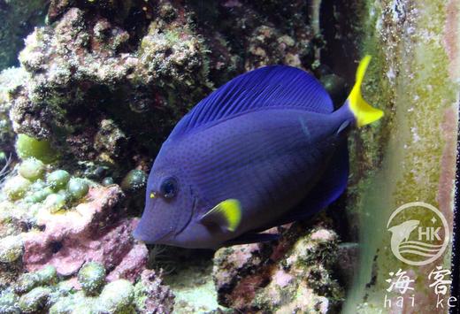 红海紫吊 商品图3