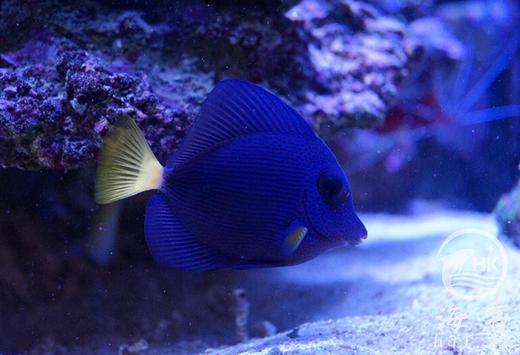 红海紫吊 商品图5