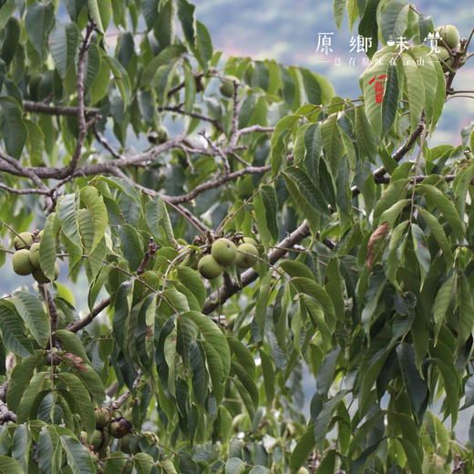 野生铁核桃油/生态橄榄油（成都仓库-顺丰快递）| 500ml/瓶，来自丽江纳西族古村落，生产者：当地村民【合作生产，公平贸易】 商品图6