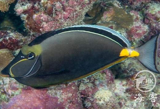 天狗吊 商品图0