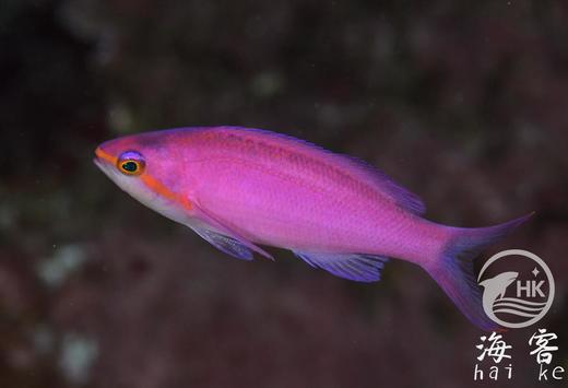 紫后（公） 商品图4