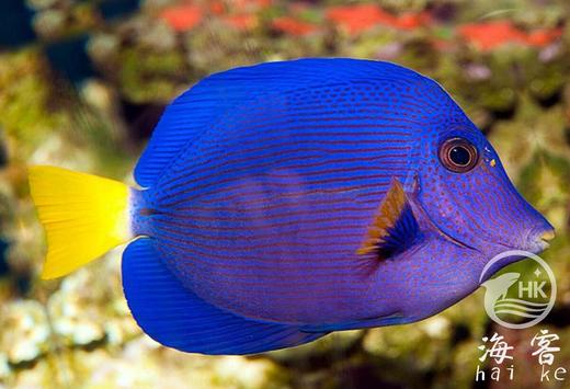 红海紫吊 商品图2