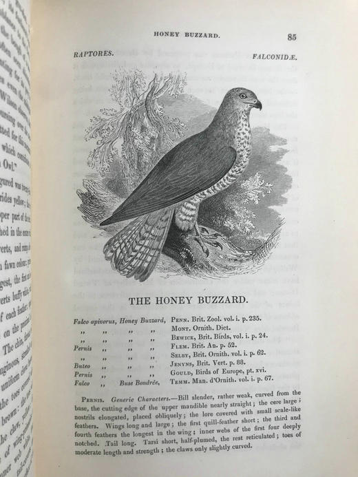 1843年 亚雷尔 英国鸟类史（卷1） 约170幅木版画插图 漆布精装18开 商品图6