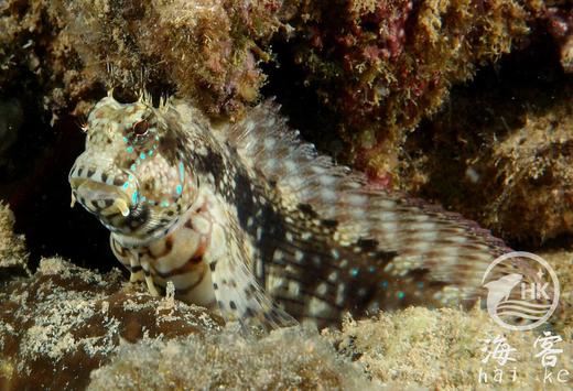 西瓜刨 商品图0