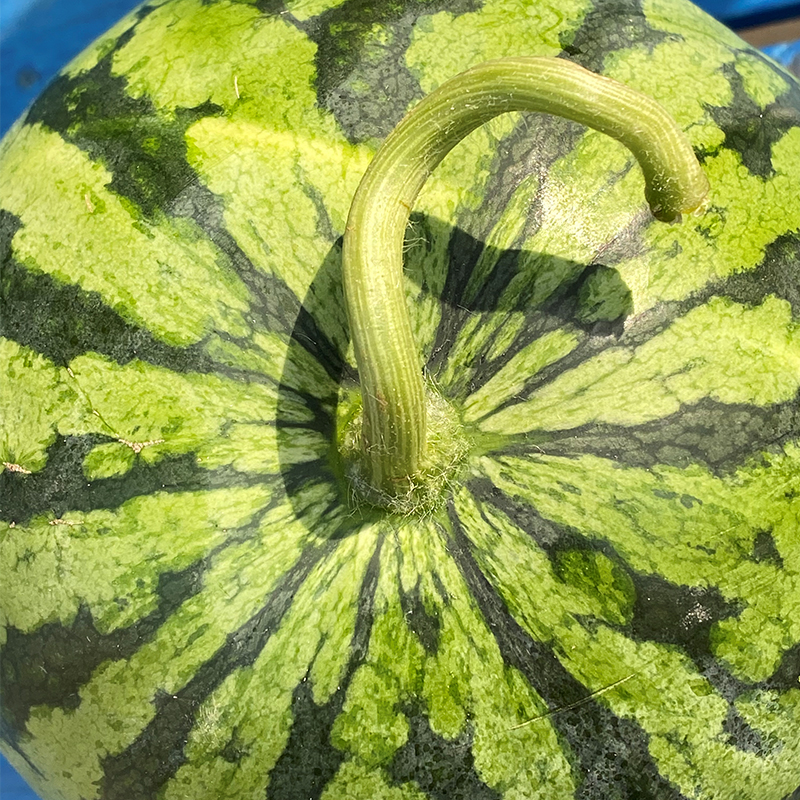 翡翠蒂小黄西瓜翡翠蒂家的瓜长得精致气质型味道非常清新淡粉黄瓤酥香