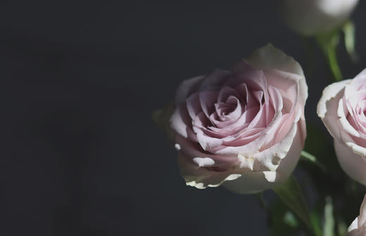 【AB级海洋之歌玫瑰.第二份减10元】10支/份 长约60-65cm 商品图11