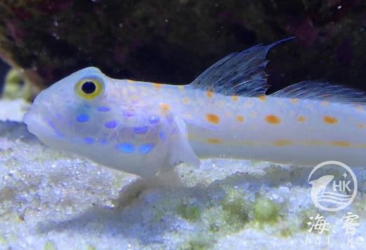 钻石哨兵 商品图3