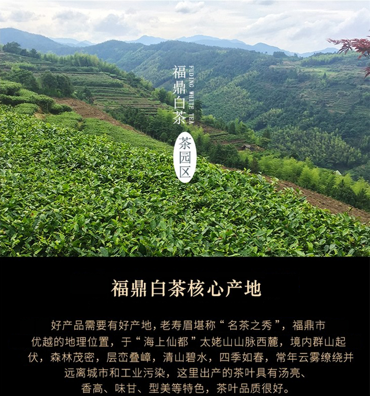 茶叶白茶福鼎白茶五年原料寿眉老白茶夏日茶饮300g饼