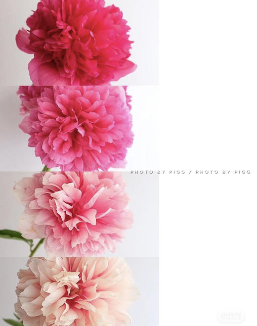 【自由热烈】芍药 -御前表演  5枝（会变色） 商品图8