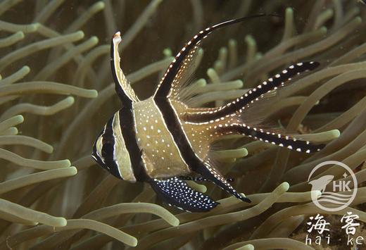 泗水玫瑰（巴黎天使玫瑰） 商品图5