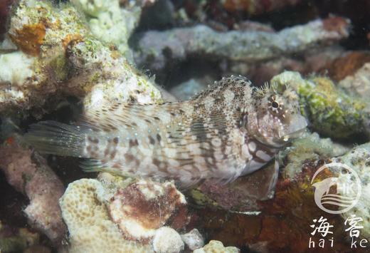 西瓜刨 商品图2