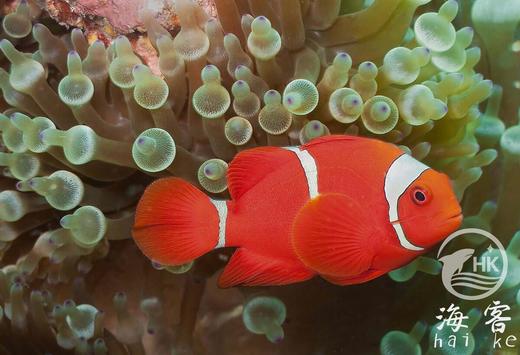 透红小丑 商品图3