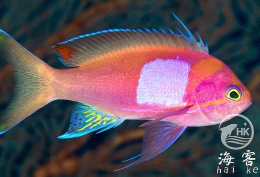 紫印（公） 商品图0