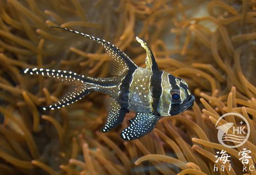 泗水玫瑰（巴黎天使玫瑰） 商品图3