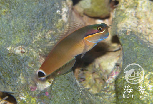 小丑虾虎 商品图3