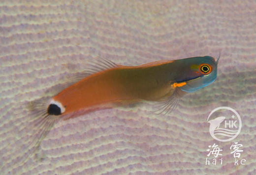 小丑虾虎 商品图5